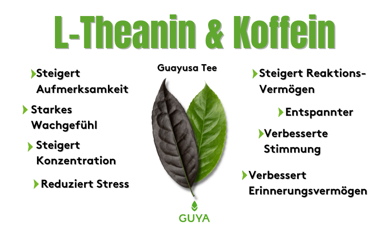 Effect L-theanin and caffeine