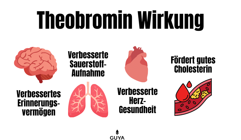 Wirkung von Theobromin