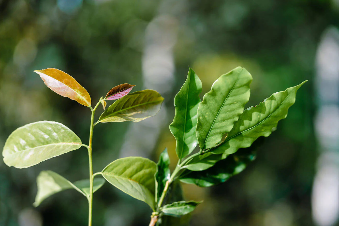 Kaffee Blatt Vergleich Guayusa Blatt