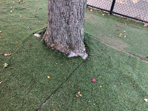 Tree roots in synthetic turf surface.