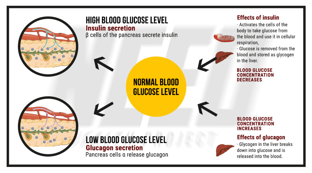 Homeostasis - NEED Supplements blog