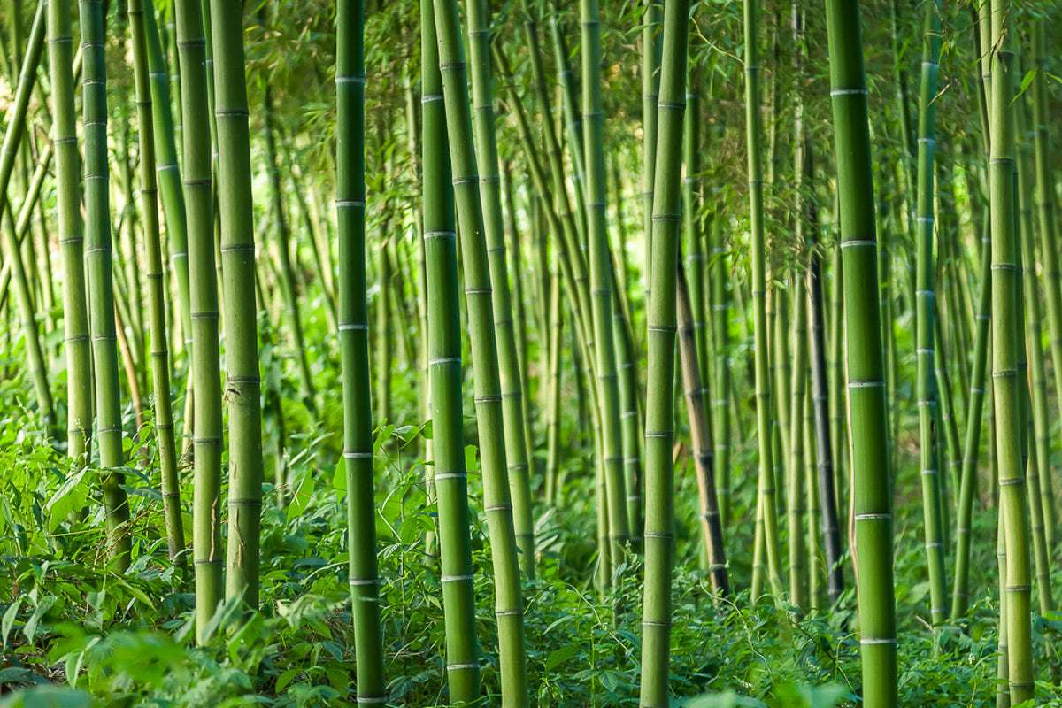 Заросли бамбука фотообои Дивино