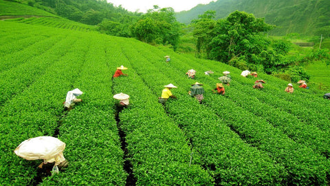 Darjeeling Tea Region
