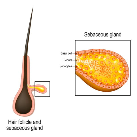 Vector image hair follicle with magnified sebaceous gland