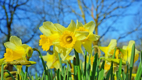 Daffodils in bloom with a blue sky in the background.