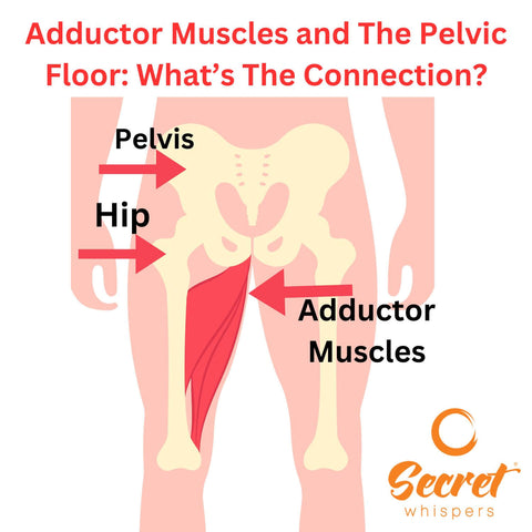 Adductor Muscles and The Pelvic Floor The Connection