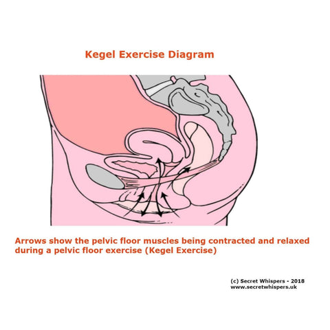 image of the pelvic floor muscles