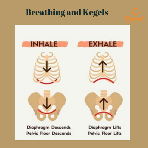 how breathing works the diaphragm and pelvic floor