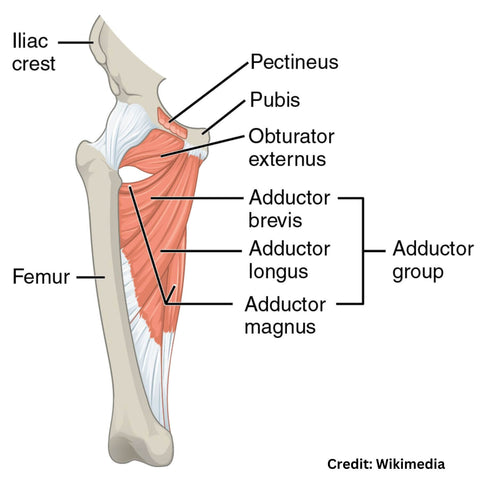 What Are Your Adductor Muscles