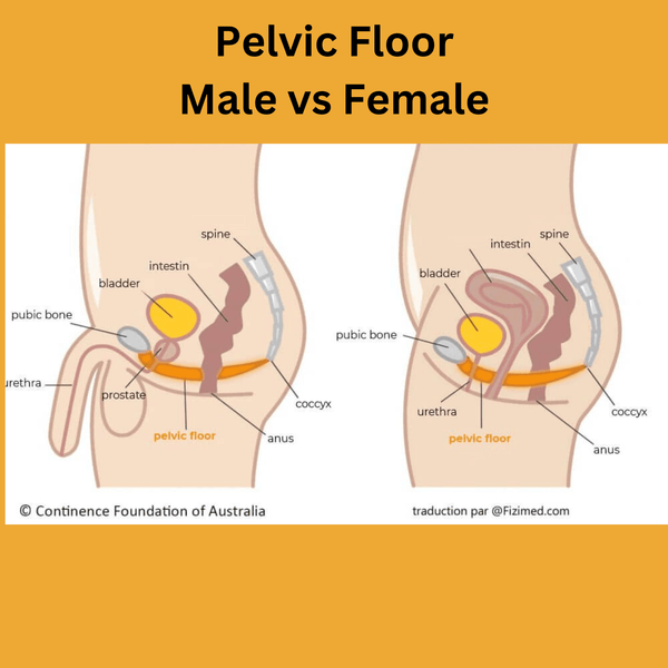 diagram of the male versus the female pelvic floor