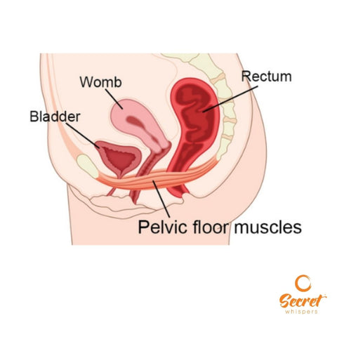 diagram of womb, bladder and pelvic floor muscles