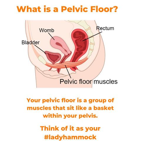 what is the female pelvic floor look like