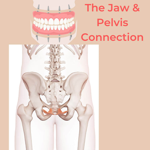 the jaw and pelvis connection