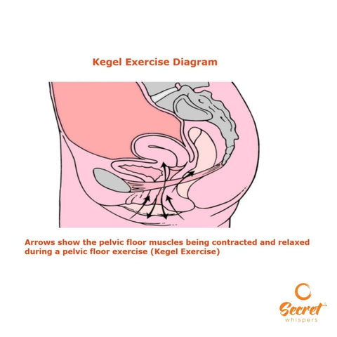 kegel exercise diagram