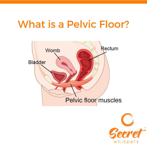 image of the pelvic floor