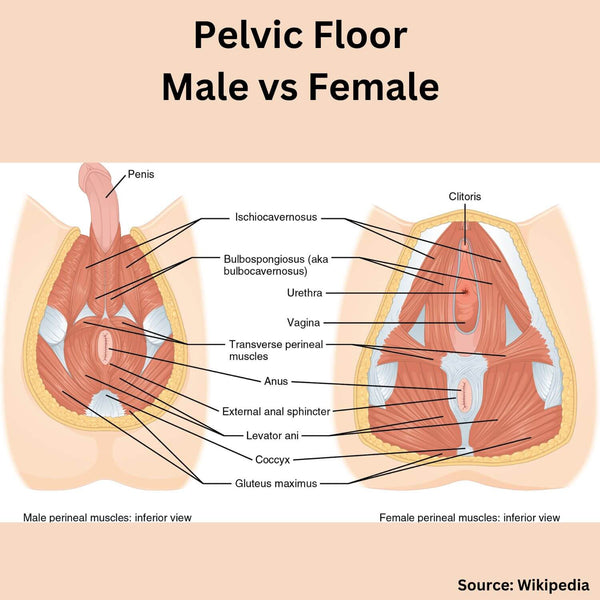 the difference between a male and female pelvic floor