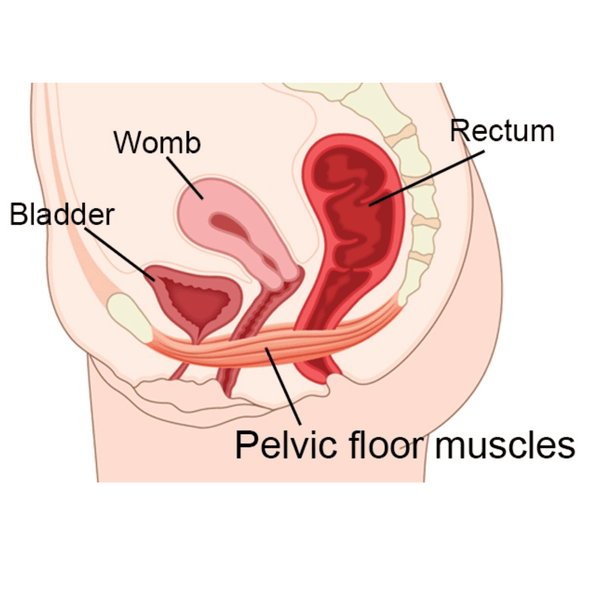 what the pelvic floor looks like