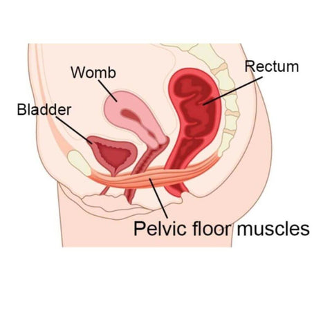 pelvic floor muscles diagram