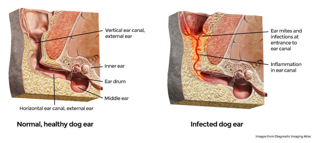 Anatomy of a dog ear