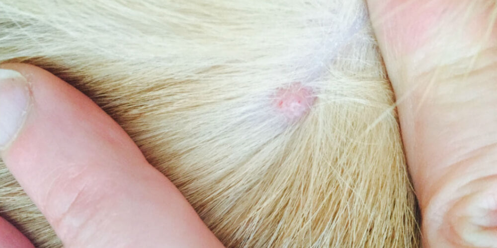 Dog skin bump