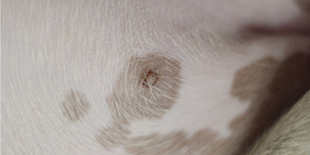 10 Most Common Dog Skin Problems With Pictures We Are The Pet