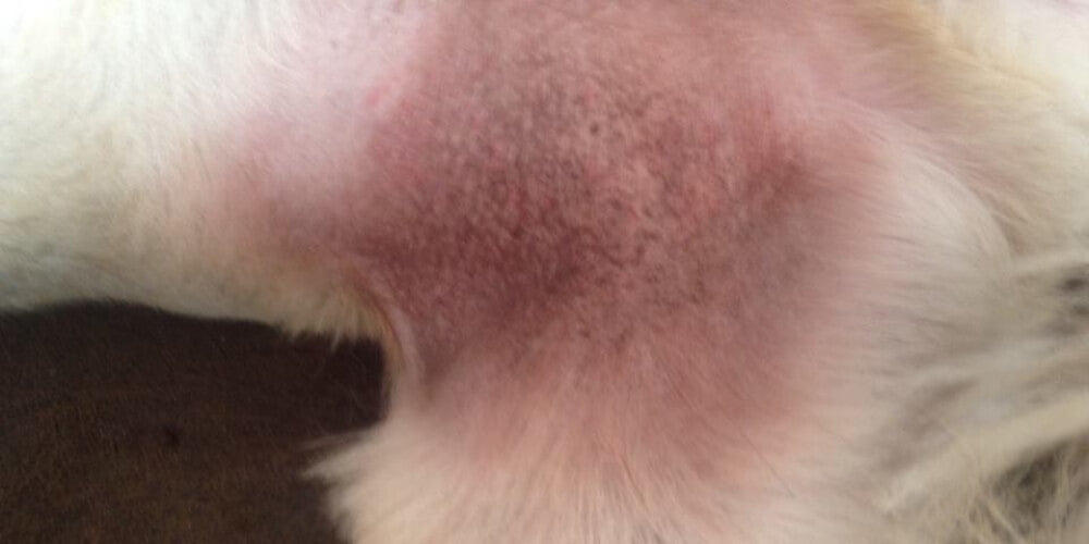 10 Most Widespread Canine Pores And Skin Issues With Photos Rubold