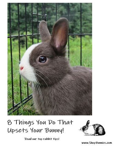 things you need to take care of a bunny