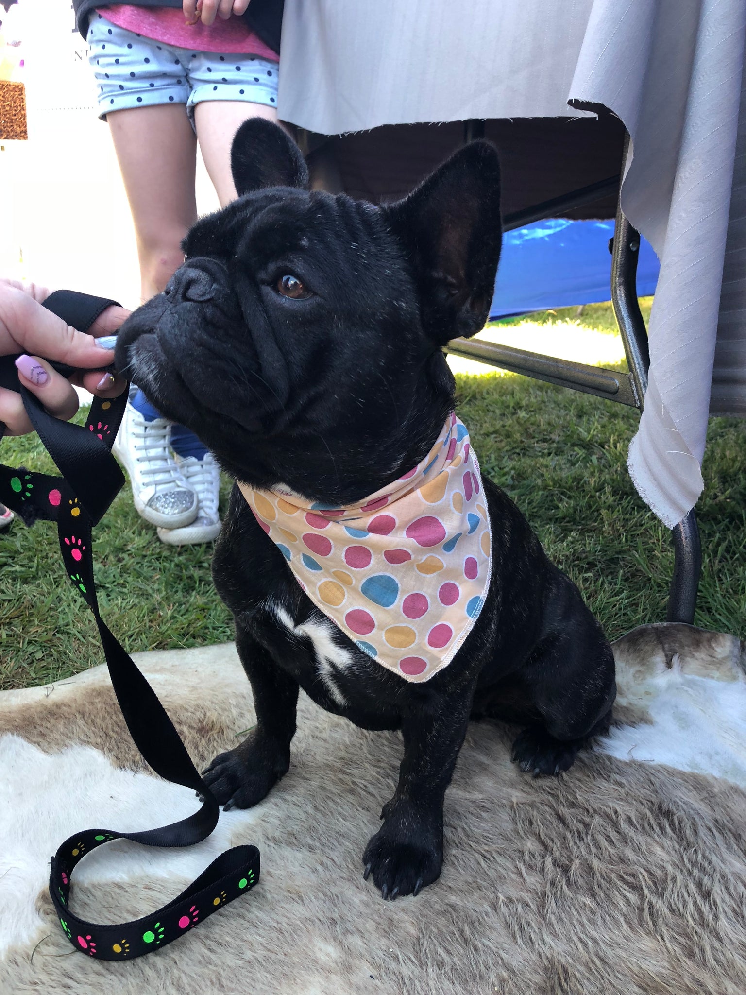 dog bandana nz