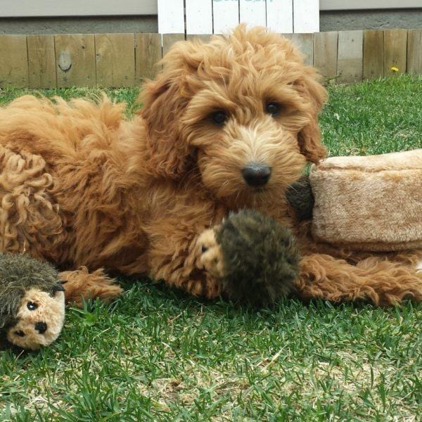 Zippypaws Zippy Burrow Hedgehog Den Hide Seek Puzzle Dog Toy Natural Pawz