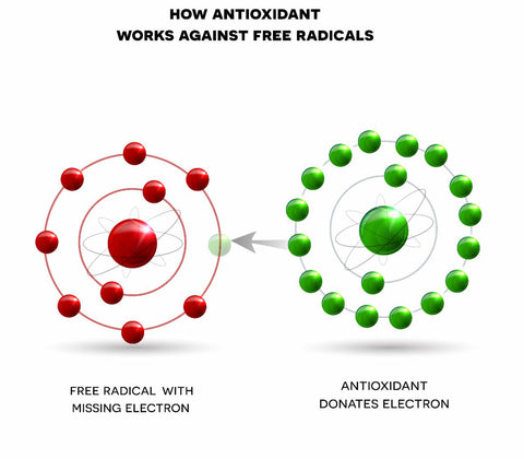 How Antioxidants Work Against Free Radicals
