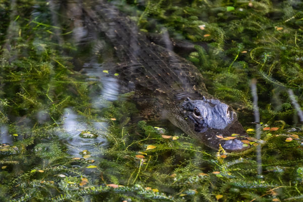 An alligator in the Everglades, one of the best national parks to visit in March