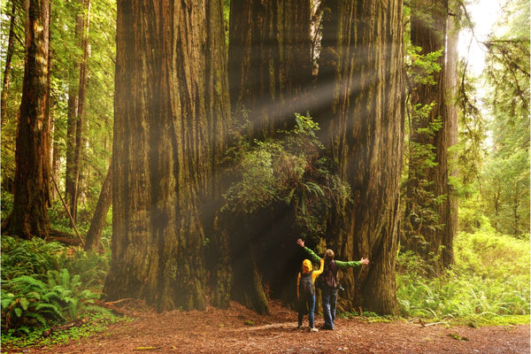 Two hikers standing in front of giant trees in Redwoods National Park