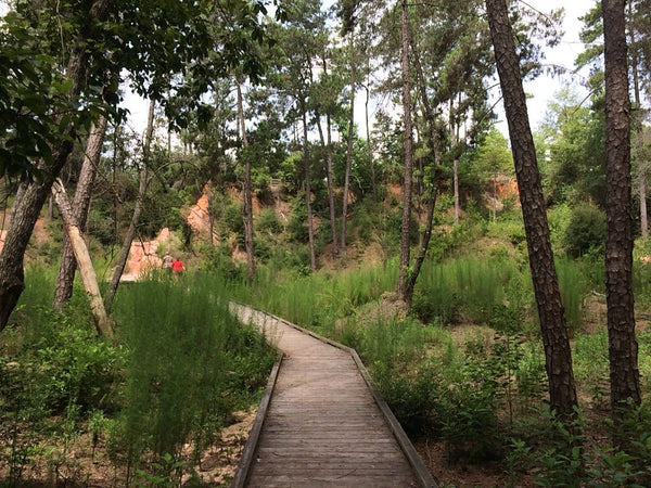 A boardwalk leading to the gorge area in Bogue Chitto State Park, one of the best state parks near New Orleans