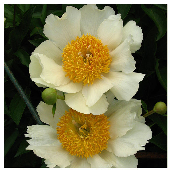 White Caledon Hills Peony Farm