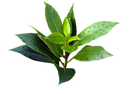 TEA TREE