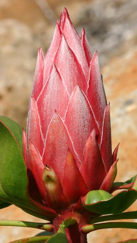 King Protea