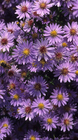 Aster