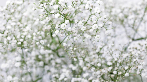 babys breath