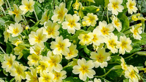 Primrose