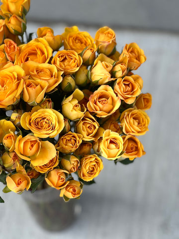 Yellow rose