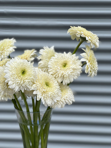 Gerbera flower