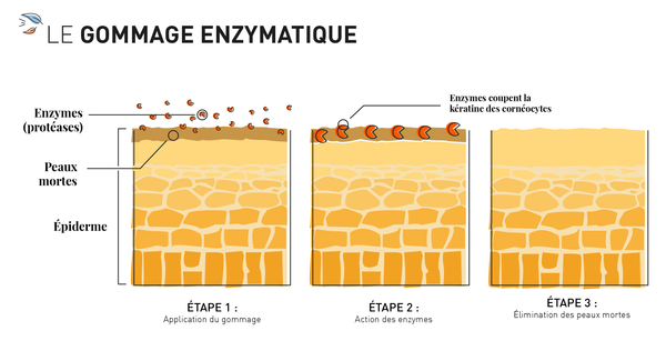 infographie gommage enzymatique