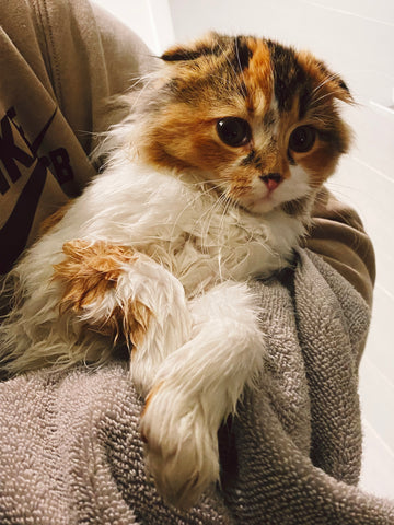 Floral tattoo artist Lu Loram Martin's cat, Malone, at bath time