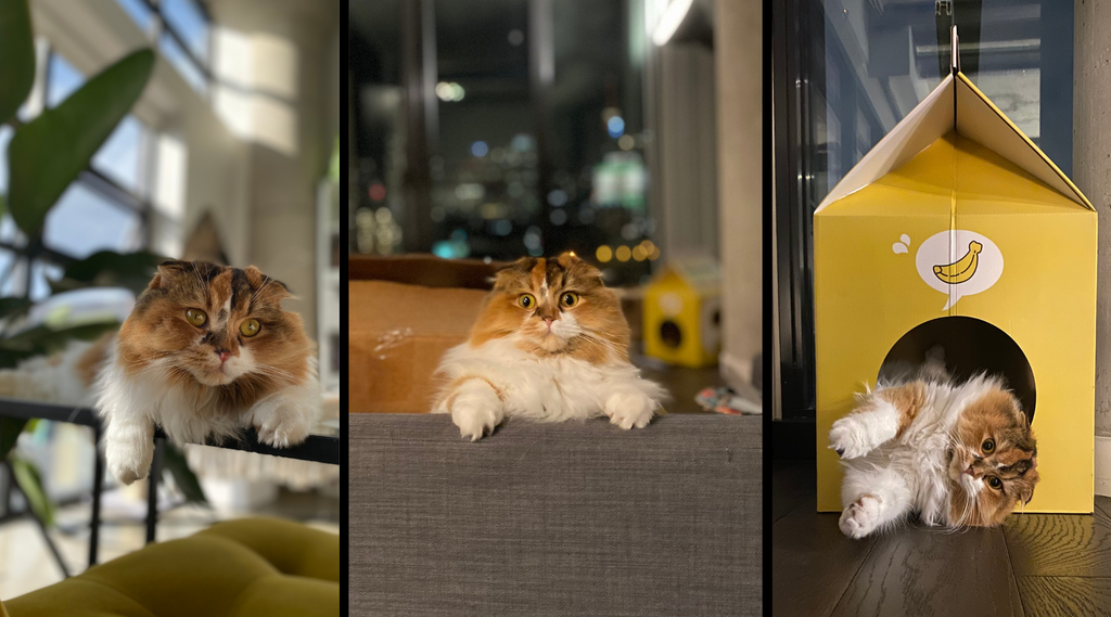 Photos of Lu Loram-Martins cat, malone, a calico scottish fold