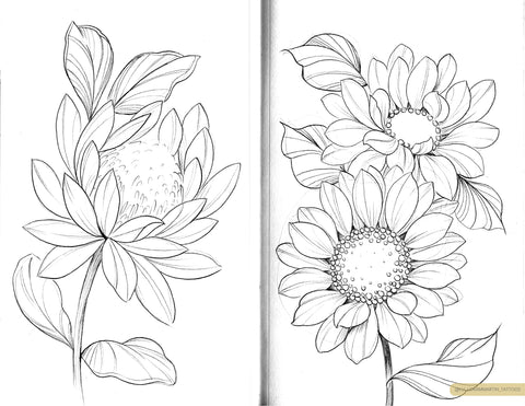 protea and sunflower sketches