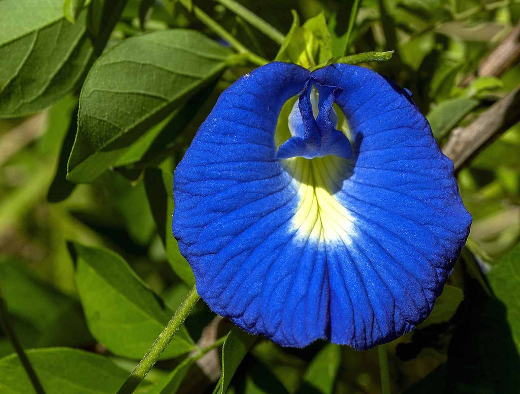 flower butterfly pea