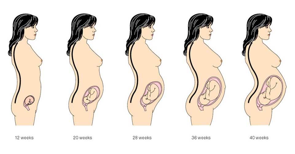 Womens Pregnancy Stages
