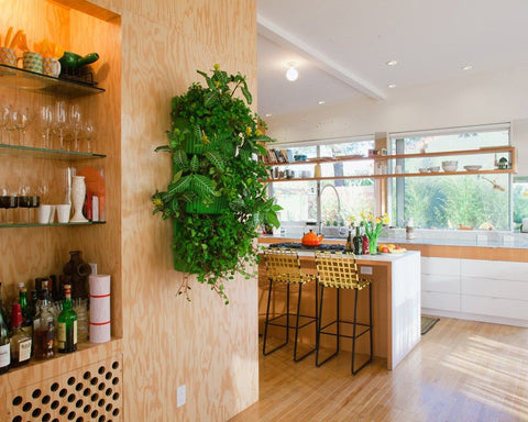 Green Wall In Kitchen - Nisreen Gabuji