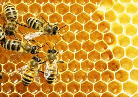 Honey Bees Ảnh liên quan đến tổ ong sẽ khiến bạn khám phá thế giới ngọt ngào của những chú ong lao động. Chúng ta sẽ thấy như thế nào mạng lưới lợi ích kinh tế to lớn được xây dựng từ sản xuất mật ong và đóng góp yếu tố thiết yếu trong quá trình thụ phấn của các loài thực vật. Cùng tìm hiểu và khám phá thế giới của những chú ong năng động này!