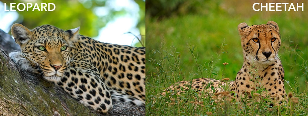 Leopard and Cheetah Nail Designs